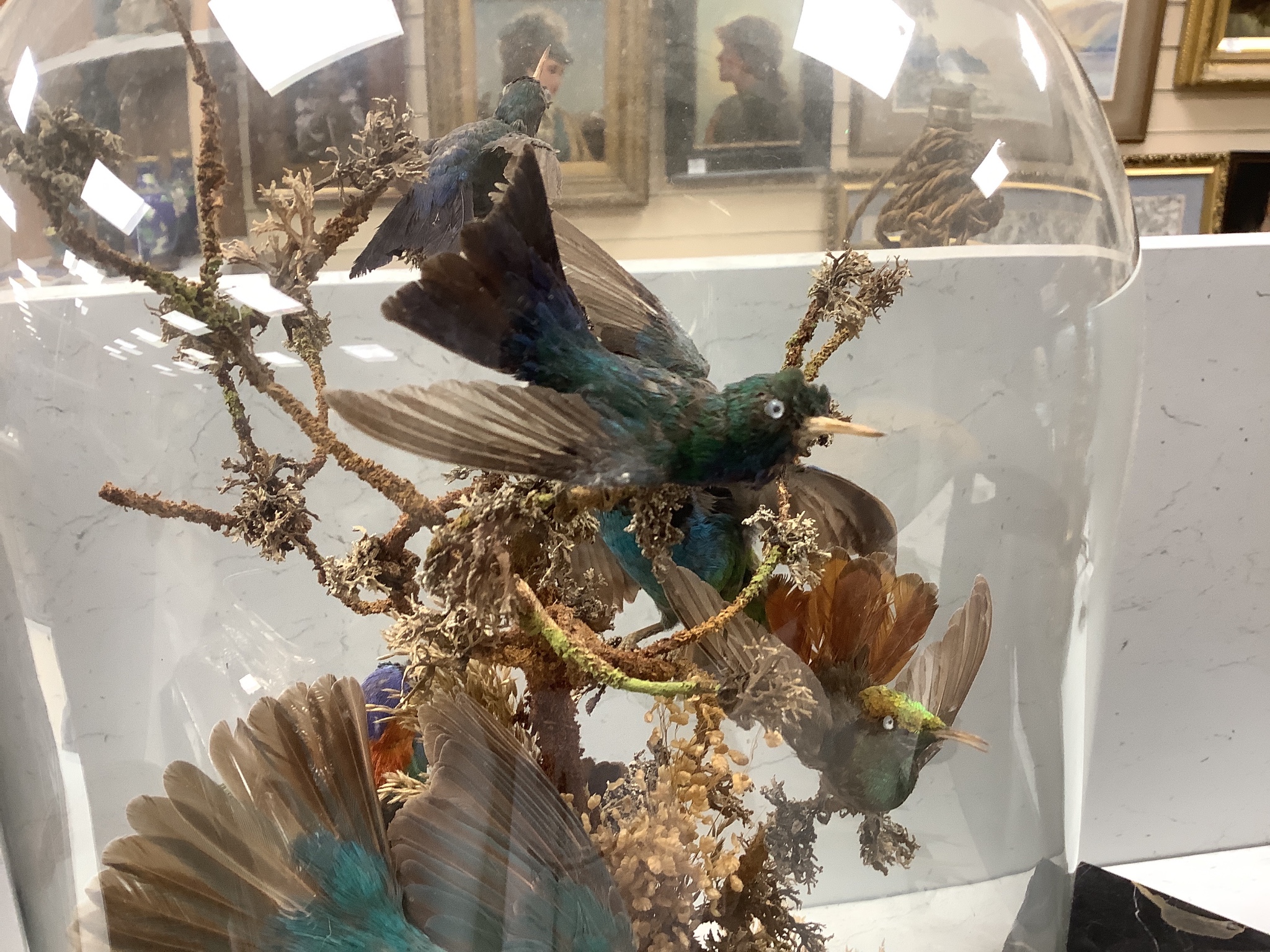 A Victorian taxidermic group of exotic birds, under a glass dome, height 46cm